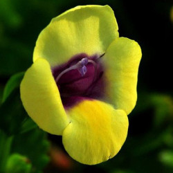 Torénia Moon Yellow
