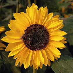 Tournesol Sonja