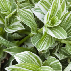 Tradescantia Zebrina