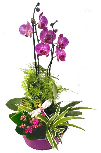 PHAL/Metal 