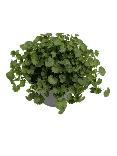 Campanule Catharina
