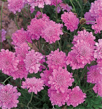 Scabieuse Pink mist