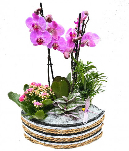 PHAL/S3M Barque tricolor 4P (2)