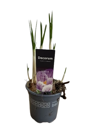 Crocus Fleurs Varié