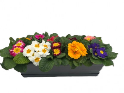 Jardi 50cm x10 Primeveres