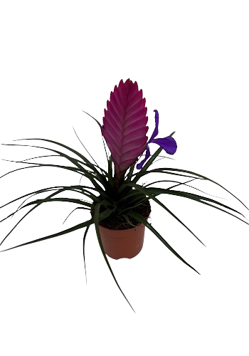 Tillandsia