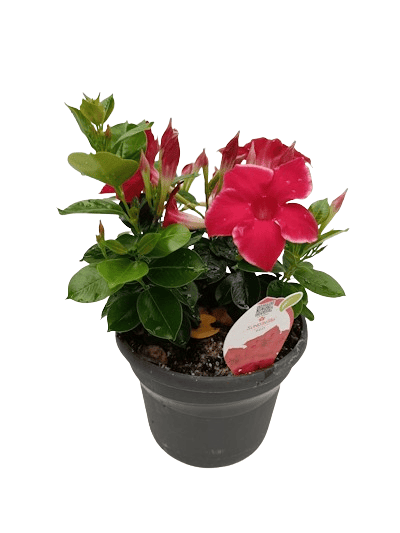 Dipladenia Q-Deville variés