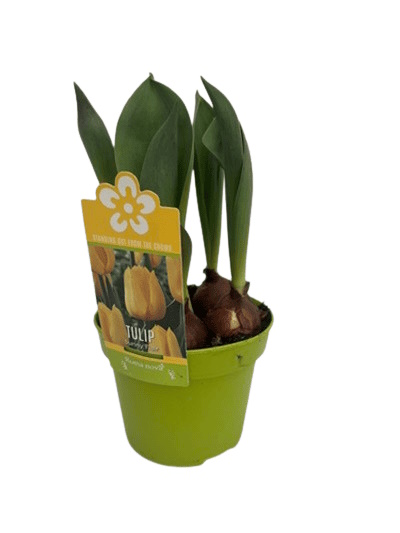 Tulipe Variés