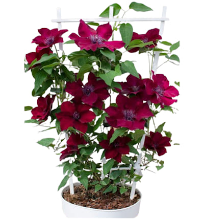 CLEMATIS Boulevard Nubia (rouge foncé)
