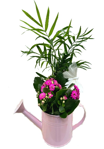 MET/Arrosoir 6 colors D12 2P (2)