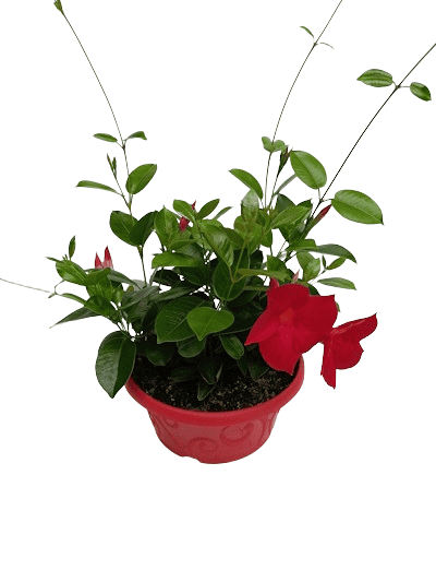 CDIPLA Variés - Cpe D23