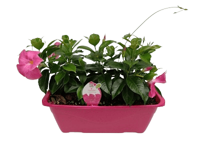 JDIPLA40 Variés / Jardi40 cm