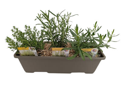 Jardinière Grillade (Thym/Romarin/Estragon)