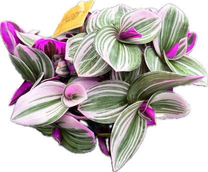 Tradescantia Nanouk