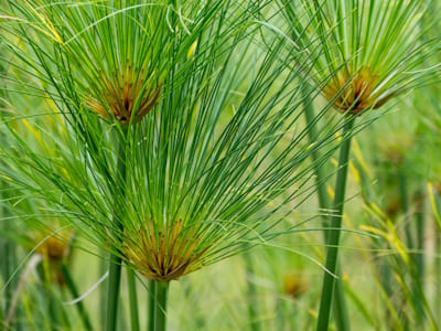 Cyperus Papyrus