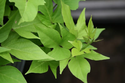 Ipomoea Terrace Lime