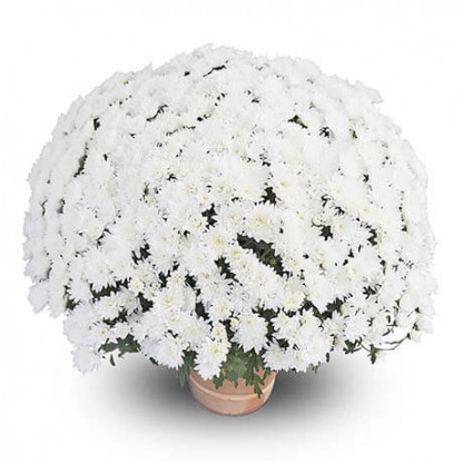Mutifleurs 25x25 Talys Crème
