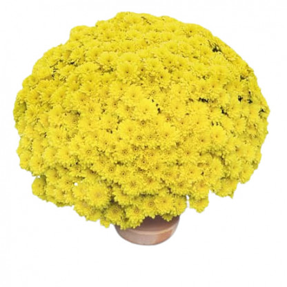 Mutifleurs 25x25 Petrus Jaune