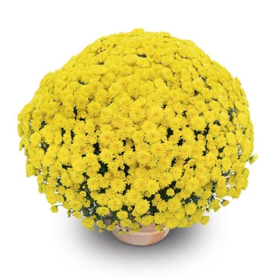 Mutifleurs 25x25 Gipsy Gold