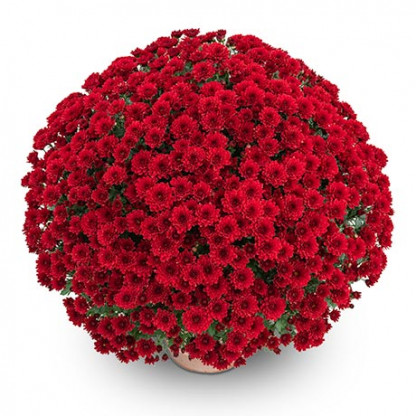 Mutifleurs 40x40 Dandy Rouge