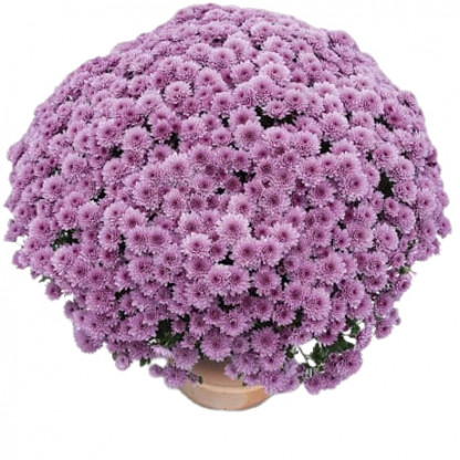 Mutifleurs 40x40 Scala Rose