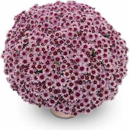 Mutifleurs 40x40 Comix Mauve