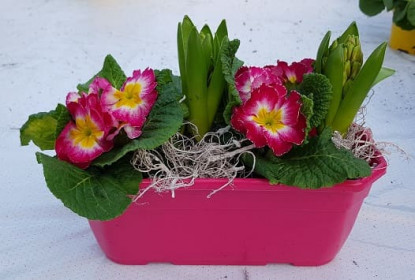 EXJ25/Jardi25 Cm 2 jacinthes, 2 prim 4P (1)