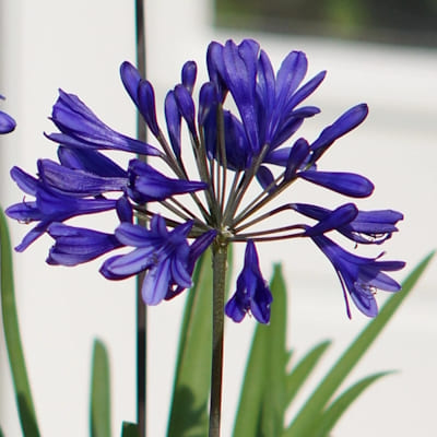 AGAPANTHUS Brilliant Blue