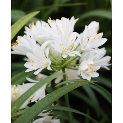 AGAPANTHUS Double Diamond
