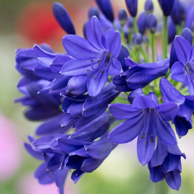 AGAPANTHUS Flower of Love