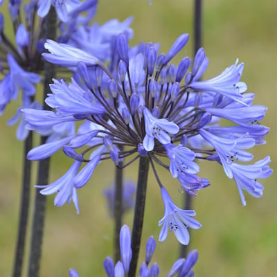 AGAPANTHUS Graphite Blue