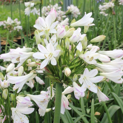 AGAPANTHUS Graphite White