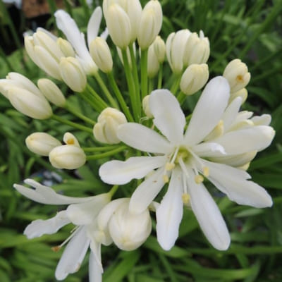 AGAPANTHUS Kilmurry White