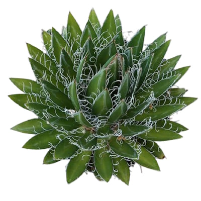 AGAVE Black Widow