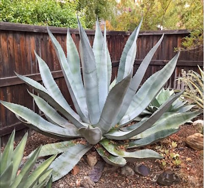 AGAVE Frosty Blue