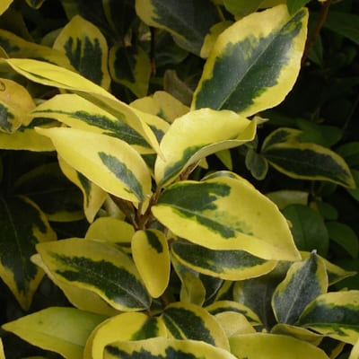 ELAEAGNUS Ebbingei Gilt Edge
