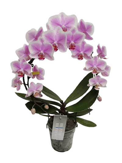 Phalaenopsis Arceau