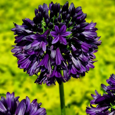Agapanthe Black Jack