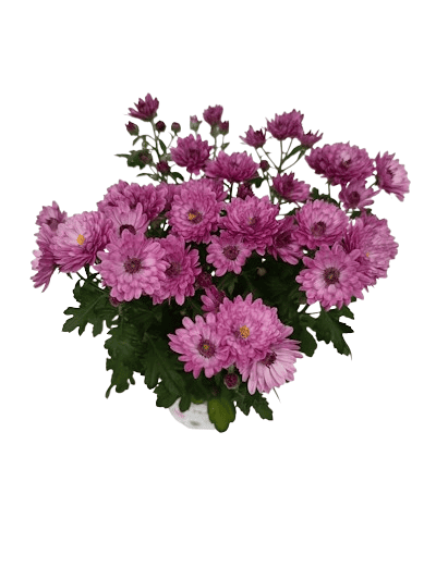 Multifleurs Carnaval