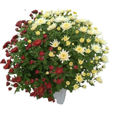 Multifleurs Bac Blanc 25x25