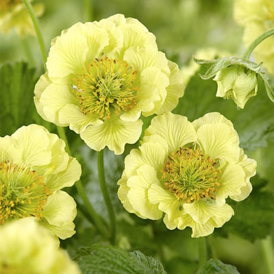 Geum Banana Daiquiri