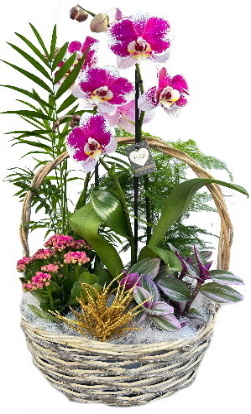 PHALN/S3G Panier Nature