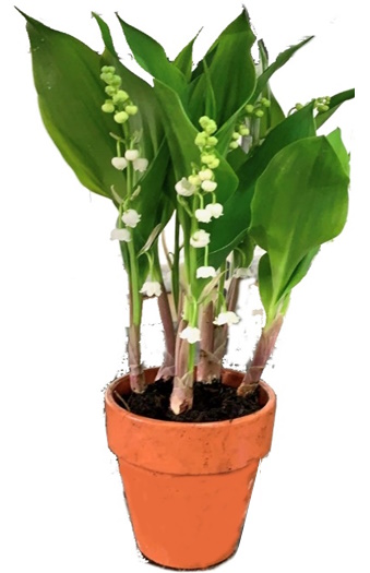 Muguet 6/7 brins Géant EXTRA