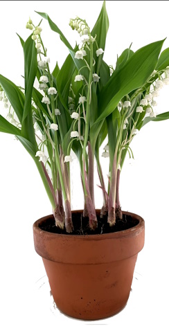 Muguet 9/10 brins Géant EXTRA
