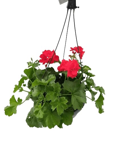 Suspension Lierre Double Marcada