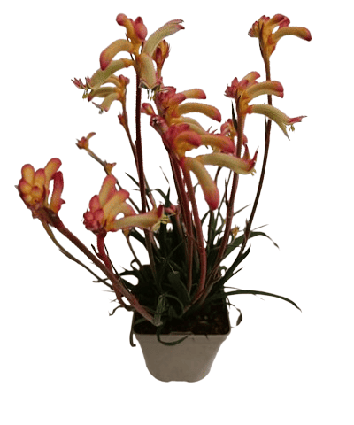 Anigozanthos