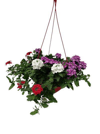 Suspension Verveine