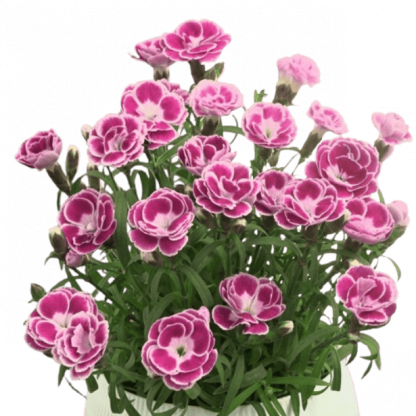Jardinière Dianthus Aura