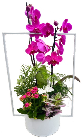 PHAL/Cadre Fusion B-N 4P (2)