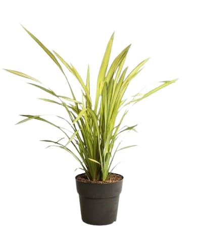 Phormium